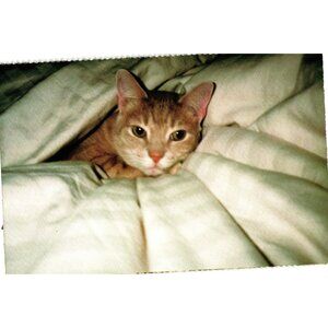 North Shore Animal League Tiffy Cat Postcard PC125 Adopt A Pet